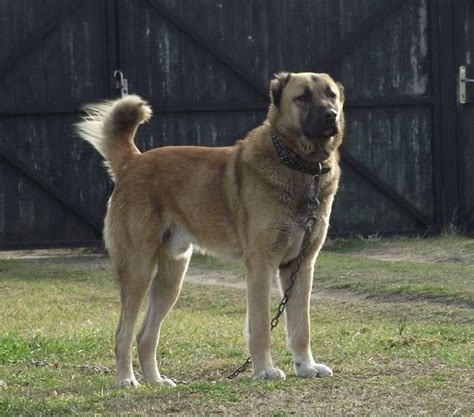 kuchi dog breed